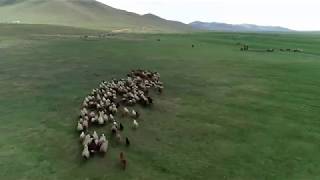 草原绿了（Mongolia