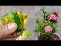 How to Propagate Ixora Flowers By  Leaves, Aloe Vera | Best Natural Rooting Hormone