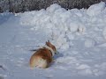 雪の上でウネウネするコーギー花さん