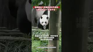 地震瞬间大熊猫组团室外避险！大熊猫保护研究中心：滚滚平安