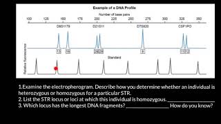 How to read STR electropherogram