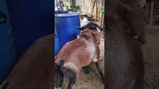 நமது பண்ணையில்#goat#viralvideo#viralshort#viralshorts#viralvideos#viralreels#ஆடுகள்##farming#tamilan