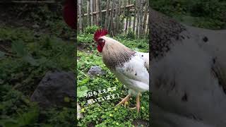 岡崎オウハン2世の雄鶏、ニワトリ、コケコッコ〜の鳴き声　#ニワトリ　#鳴き声