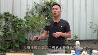 盆栽柠檬开花后，不会这样做是无法顺利坐果的，别怪没提醒