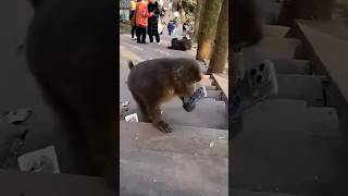 Monkey Running With I Phone🤪 #monkey #funny #animals #youtubeshorts #shorts