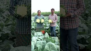 TAKII seeds cauliflower CELLO 55 contact 9963934488 #farming #cauliflower#farmer #tomato#gamechanger