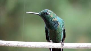 Male Green-crowned Brilliant Hummingbird at Quinta GALEON Lodge / Activity F