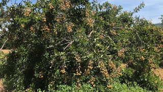 Longan care from flower to harvest