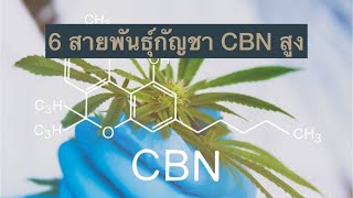 แนะนำพันธุ์กัญชา EP 43 สายพันธุ์กัญชา CBN สูง