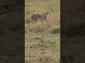 🐆 Cheetah hunt Serengeti/Tanzania