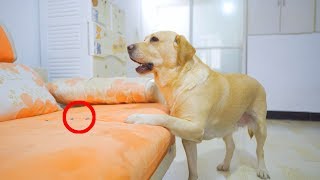 With just one move, dogs let lazy owners do their chores consciously