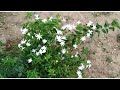 colour kakkattan poo chedi plant growth tips கலர் காக்கட்டான் செடி