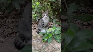 【伏見稲荷】遊びたいけど、やっぱり逃げちゃう子猫　A kitten who wants to play but runs away after all