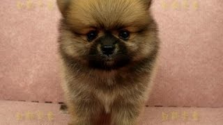 02/17 紅博美 Pomeranian -公幼犬-日新犬舍