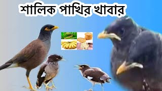 শালিক পাখির খাবার ।আমি কি কি দেই ।shalik pakhir kabar ।Kota bola pakhi