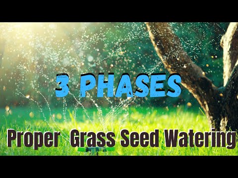 How often do you water new grass seed?