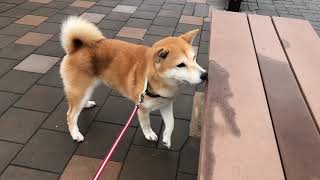 柴犬小春 朝の散歩