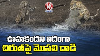 నీళ్లలో మొసలి బలానికి ఓ ఉదాహరణ | Crocodile Catches Tiger | V6 News