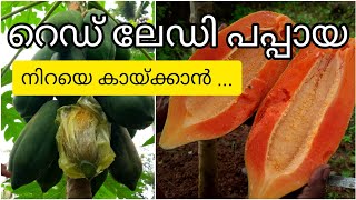 റെഡ് ലേഡി പപ്പായ നിറയെ കായ്ക്കാൻ|തുടക്കം മുതൽ ചെയ്യേണ്ട കാര്യങ്ങൾ|red lady papaya-complete guide|