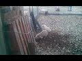 pug escapes