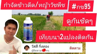 กำจัดขาวดีด/หญ้าวัชพืช ดูกันชัดๆนา2แปลง#เท็นเดอร์#ใบหยก#กิ่งทอง#ธามสปีด |@วัสสึ กิ่งทอง 0809635513