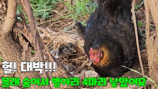 세상에!!! 없어진 줄 알았던 암탉이 숨어서 병아리 4마리를 낳았네요.