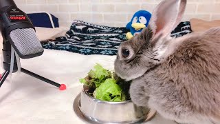 【ASMR】chewing sound／The sound of a rabbit eating lettuce