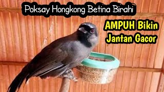 Download Lagu POKSAY HONGKONG BETINA AMPUH MEMANGGIL JANTAN... MP3 Gratis