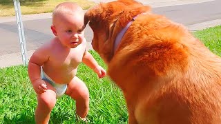 Funny Babies Playing with Dogs Compilation - Funny Baby and Pet s || Cool Peachy