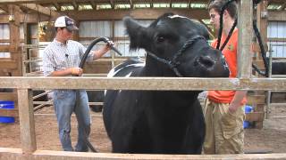 Youth Livestock Shows