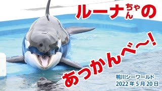 ルーナちゃん　あっかんべ〜！【2022年5月20日】Orcas at Kamogawa Sea World in Japan