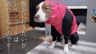 【雨の日のお散歩】レインコートを着ると中腰・猫背MAXで静止をするボーダーコリー【毛・皮膚の保護】