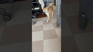 【柴犬むぎ】ずっとしっぽが変な動きしてる　#shorts #柴犬