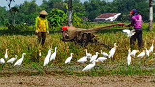 Harmonisasi antara burung bangau dengan petani - migrasi burung bangau atau burung kuntul