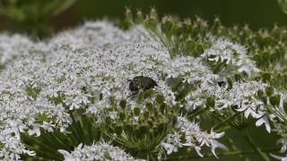 Gametis Flower Chafers on Cow Parsnip Flowers コアオハナムグリの群れがオオハナウドを訪花