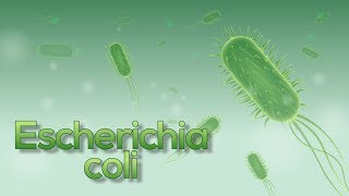 ¡Escherichia coli (E. coli) en 5 minutos! (Animación)