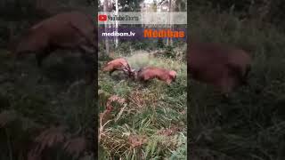 Kā divi briežu buļļi stīvējas/Red Deer Fighting #shorts