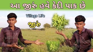 આ જીરું હવે કેદી પાક છે | A jiru have kedi pak chhe | Farmerlife | Khetivadi