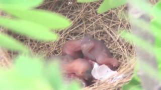 Chinese Bulbul Third Brooth 2009 - Just Born