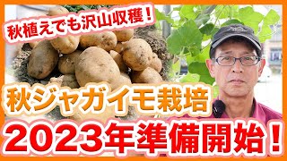 家庭菜園や農園の秋じゃがいも栽培2023年スタート！秋植えで沢山収穫出来る秋じゃがいもの育て方！【農家直伝】Tips for preparing to grow autumn potatoes.