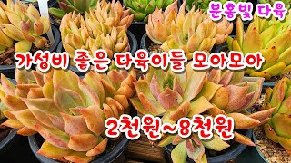 [판매영상] 2천원~8천원 70여종 다육이들, 가성비 좋은 다육이들만 모아모아~