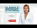 GLÁNDULA PITUITARIA ¿CÓMO REGULA LAS HORMONAS?