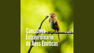 Cancion Mágico de Aves y Ruidos de la Naturaleza