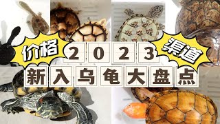 我今年居然买了11只龟！价格+购买渠道大盘点！