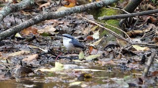 河口湖フィールドセンターのゴジュウカラの水浴び　その３３（4K60P動画）