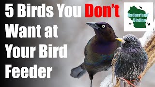 5 Common Backyard Birds You DON'T WANT at Your Bird Feeder