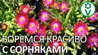 ЦВЕТЫ ПРОТИВ СОРНЯКОВ! Посадите эти цветы, они задавят самые злостные сорняки на участке