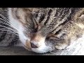 ムビる00022 あ～あ眠い眠いサバトラ猫