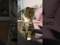 猫粮推荐 猫粮 充满好奇心的歪头小猫咪太可爱了吧～ 阔爱炸了 闪闪发光的田园猫