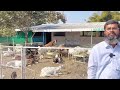 20 बकरी से कितनी कमाई goat farming business calculation in india